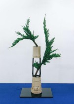 2007年5月 杉