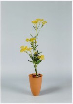 2012年7月講習会 オミナエシ