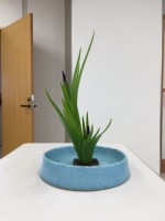 5月 カキツバタ