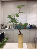 8月 ナナマカド