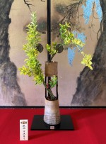 5月 黄金まさき、おとぎり草