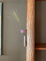 10月 芒 シュウメイギク