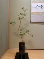 3月 アセビ